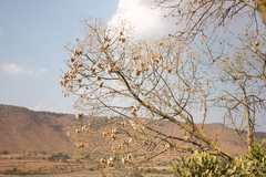 Hildegardia populifolia